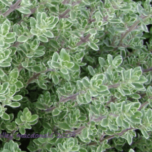 Close-up of green and white variegated leaves on a dense plant.